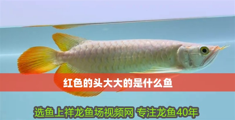 紅色的頭大大的是什么魚 紅色的頭大大的是什么魚 龍魚論壇