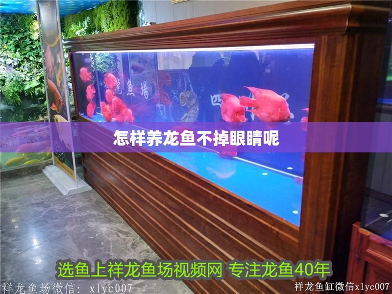 怎樣養龍魚不掉眼睛呢