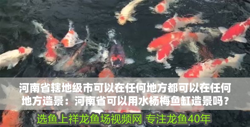 河南省轄地級市可以在任何地方都可以在任何地方造景：河南省可以用水楊梅魚缸造景嗎？