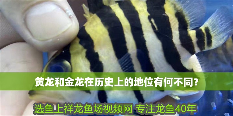 黃龍和金龍在歷史上的地位有何不同？ 黃龍和金龍在歷史上的地位有何不同？ 龍魚論壇