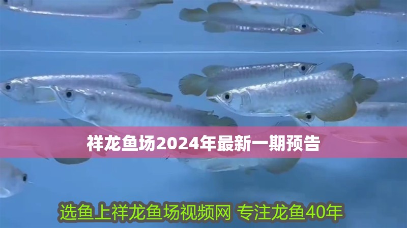 祥龍魚場2024年最新一期預告