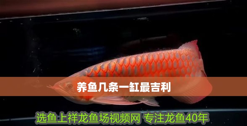 養(yǎng)魚幾條一缸最吉利