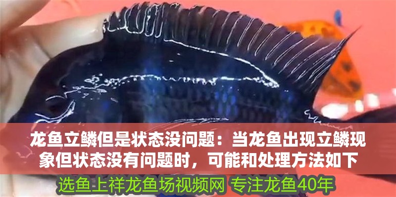 龍魚立鱗但是狀態(tài)沒問題：當龍魚出現(xiàn)立鱗現(xiàn)象但狀態(tài)沒有問題時，可能和處理方法如下