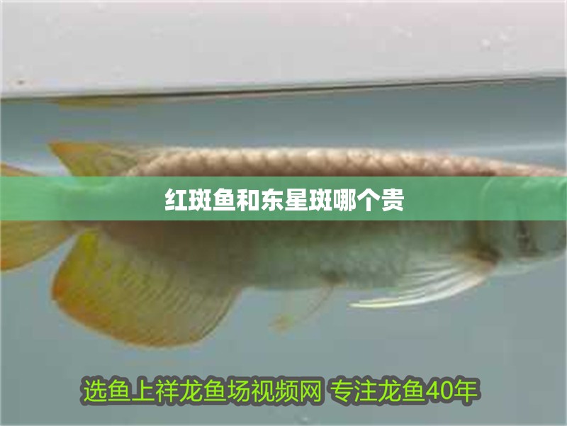 紅斑魚和東星斑哪個貴