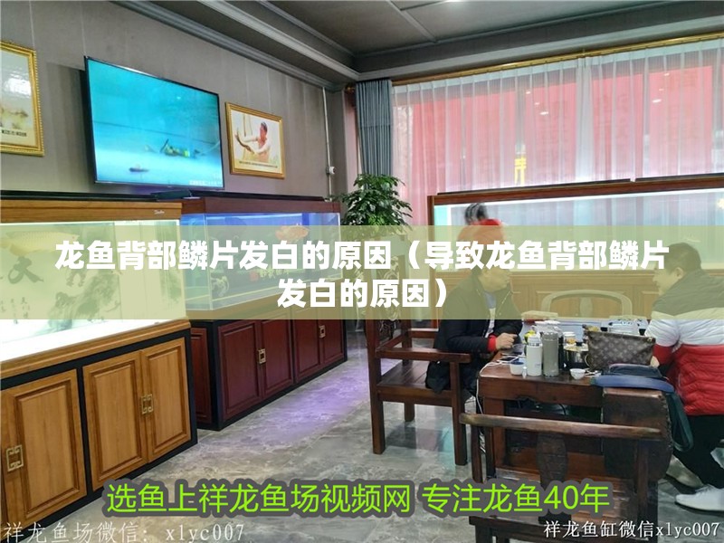 龍魚背部鱗片發白的原因（導致龍魚背部鱗片發白的原因）