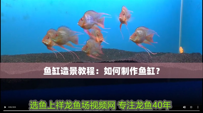 魚缸造景教程：如何制作魚缸？