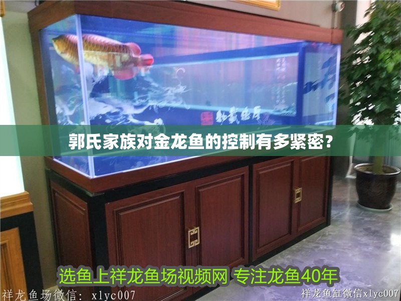 郭氏家族對金龍魚的控制有多緊密？