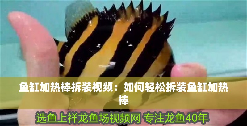 魚缸加熱棒拆裝視頻：如何輕松拆裝魚缸加熱棒