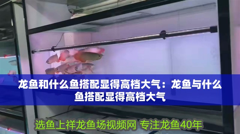 龍魚和什么魚搭配顯得高檔大氣：龍魚與什么魚搭配顯得高檔大氣 龍魚和什么魚搭配顯得高檔大氣：龍魚與什么魚搭配顯得高檔大氣 龍魚百科