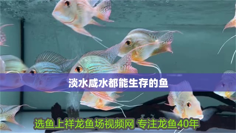 淡水咸水都能生存的魚