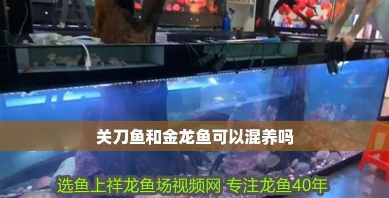 關(guān)刀魚和金龍魚可以混養(yǎng)嗎 關(guān)刀魚和金龍魚可以混養(yǎng)嗎 龍魚百科