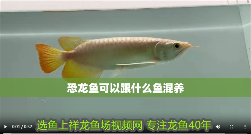 恐龍魚可以跟什么魚混養