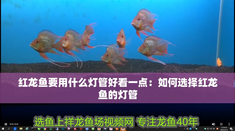 紅龍魚要用什么燈管好看一點(diǎn)：如何選擇紅龍魚的燈管