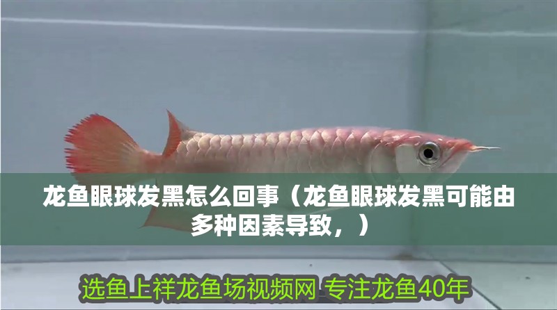 龍魚眼球發(fā)黑怎么回事（龍魚眼球發(fā)黑可能由多種因素導致，）