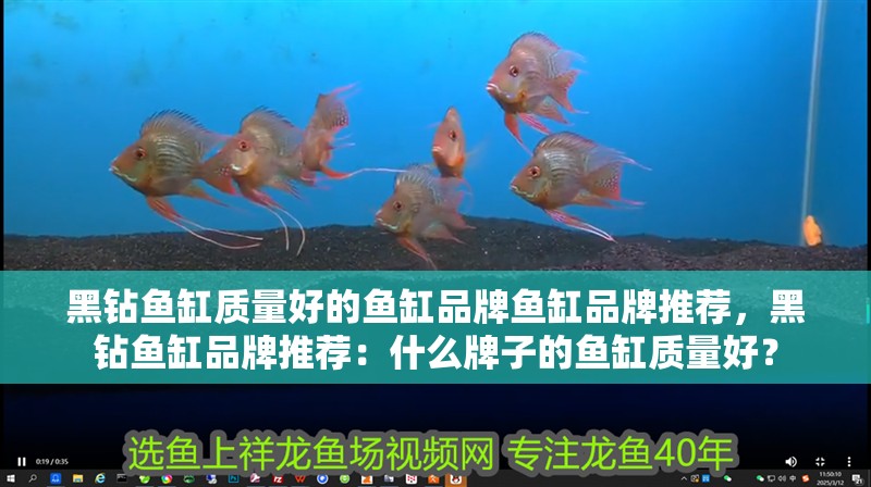龍魚干蝦有營養嗎 黑鉆魚缸質量好的魚缸品牌魚缸品牌推薦,黑鉆魚缸品牌推薦:什么牌子的魚缸質量好? 魚缸百科 黑鉆魚缸質量好的魚缸品牌魚缸品牌推薦,黑鉆魚缸品牌推薦:什么牌子的魚缸質量好? 黑鉆魚缸質量好的魚缸品牌魚缸品牌推薦,黑鉆魚缸品牌推薦:什么牌子的魚缸質量好? 魚缸百科