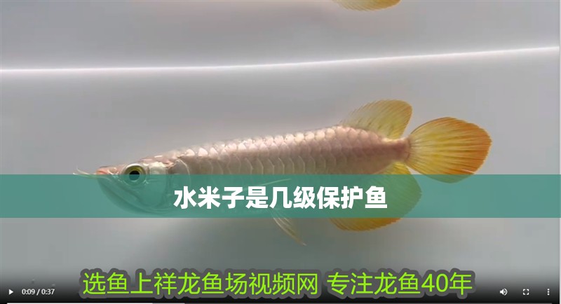 水米子是幾級保護魚