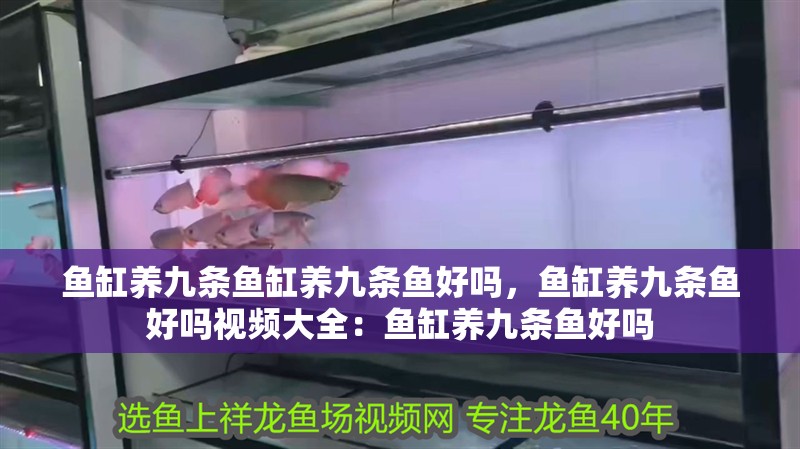 魚缸養九條魚缸養九條魚好嗎，魚缸養九條魚好嗎視頻大全：魚缸養九條魚好嗎