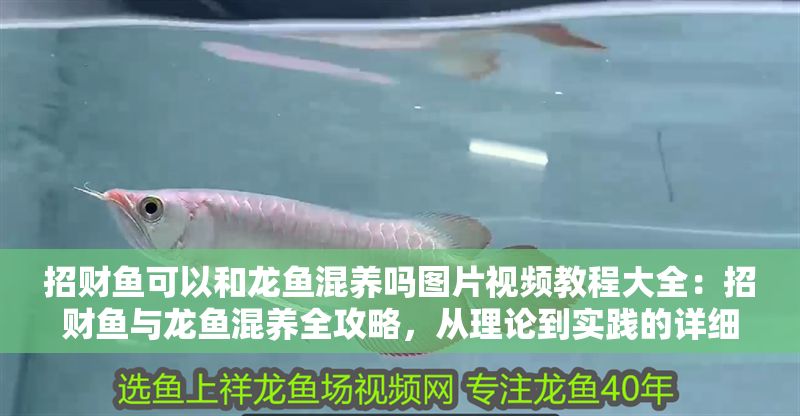 招財(cái)魚可以和龍魚混養(yǎng)嗎圖片視頻教程大全：招財(cái)魚與龍魚混養(yǎng)全攻略，從理論到實(shí)踐的詳細(xì)指南