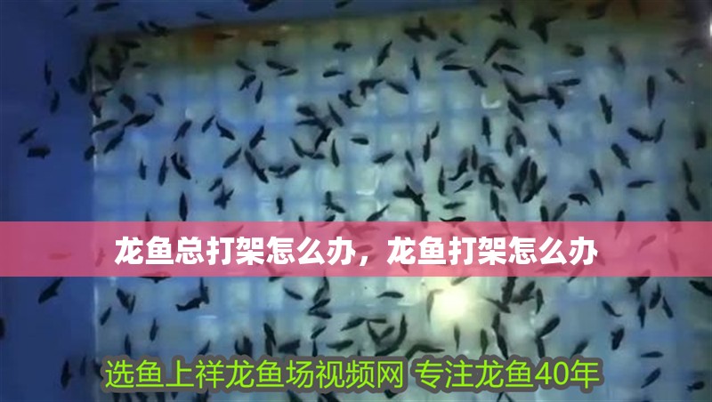 龍魚總打架怎么辦，龍魚打架怎么辦 龍魚總打架怎么辦，龍魚打架怎么辦 龍魚百科