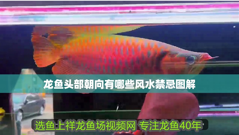 龍魚頭部朝向有哪些風水禁忌圖解