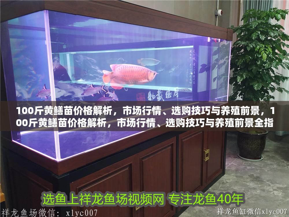 100斤黃鱔苗價(jià)格解析，市場(chǎng)行情、選購(gòu)技巧與養(yǎng)殖前景，100斤黃鱔苗價(jià)格解析，市場(chǎng)行情、選購(gòu)技巧與養(yǎng)殖前景全指南