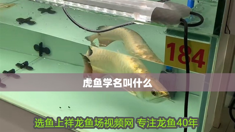 虎魚學名叫什么