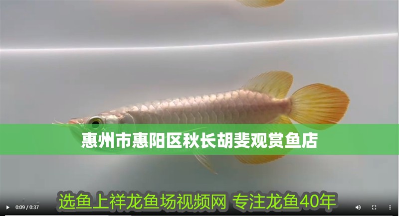 惠州市惠陽區(qū)秋長胡斐觀賞魚店