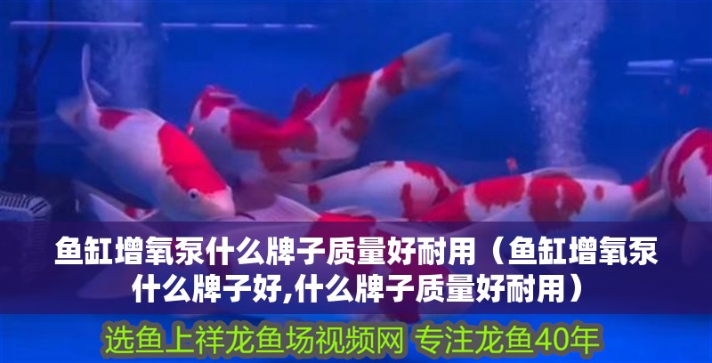 魚缸增氧泵什么牌子質量好耐用（魚缸增氧泵什么牌子好,什么牌子質量好耐用） 魚缸增氧泵什么牌子質量好耐用（魚缸增氧泵什么牌子好,什么牌子質量好耐用） 魚缸百科
