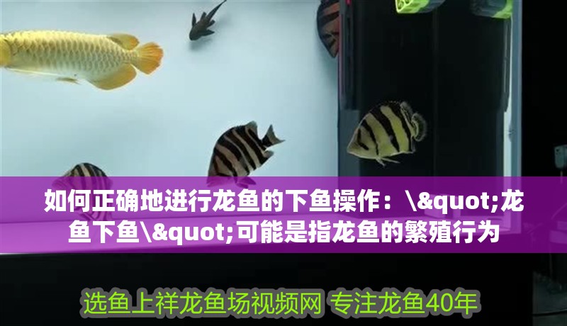 如何正確地進行龍魚的下魚操作：\"龍魚下魚\"可能是指龍魚的繁殖行為 如何正確地進行龍魚的下魚操作：\"龍魚下魚\"可能是指龍魚的繁殖行為 龍魚百科