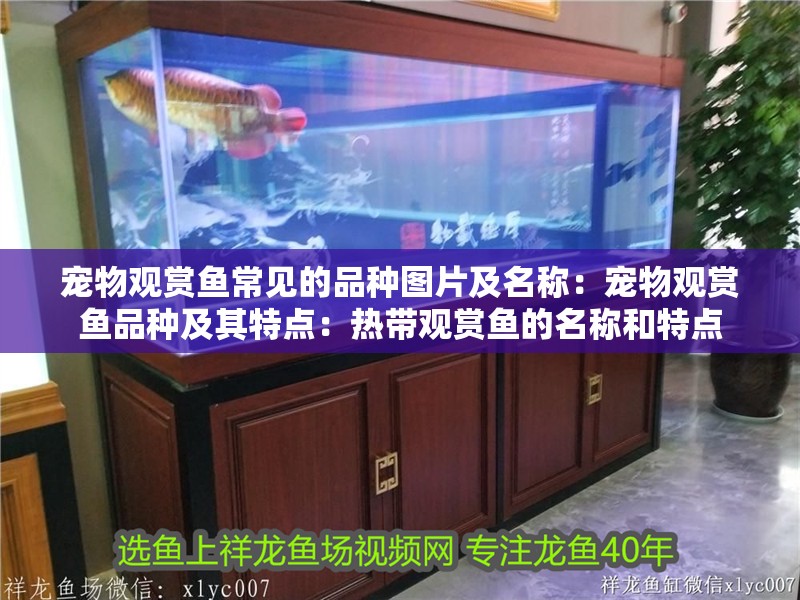 寵物觀賞魚常見的品種圖片及名稱：寵物觀賞魚品種及其特點：熱帶觀賞魚的名稱和特點