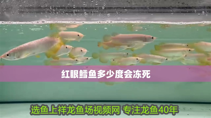 紅眼鱈魚多少度會(huì)凍死 紅眼鱈魚多少度會(huì)凍死 龍魚論壇