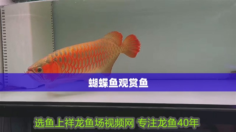 蝴蝶魚(yú)觀賞魚(yú)