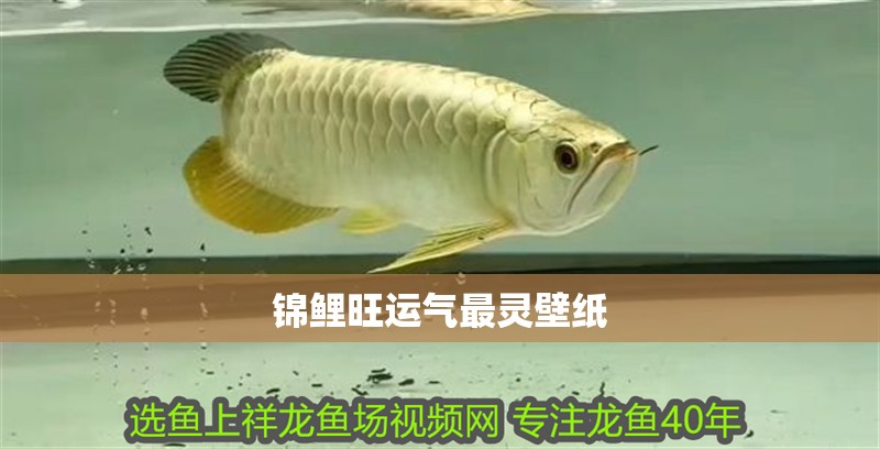 魚缸造景先放沙還是先放水(魚缸造景先鋪沙還是先放石頭) 錦鯉旺運(yùn)氣最靈壁紙 龍魚論壇 錦鯉旺運(yùn)氣最靈壁紙 錦鯉旺運(yùn)氣最靈壁紙 龍魚論壇