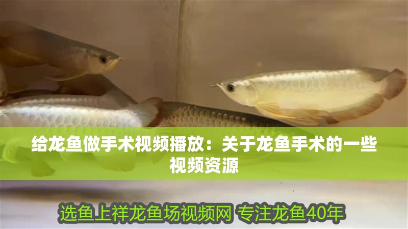 給龍魚(yú)做手術(shù)視頻播放：關(guān)于龍魚(yú)手術(shù)的一些視頻資源