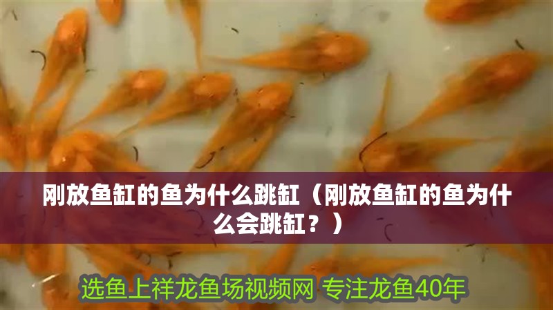 剛放魚缸的魚為什么跳缸（剛放魚缸的魚為什么會(huì)跳缸？）