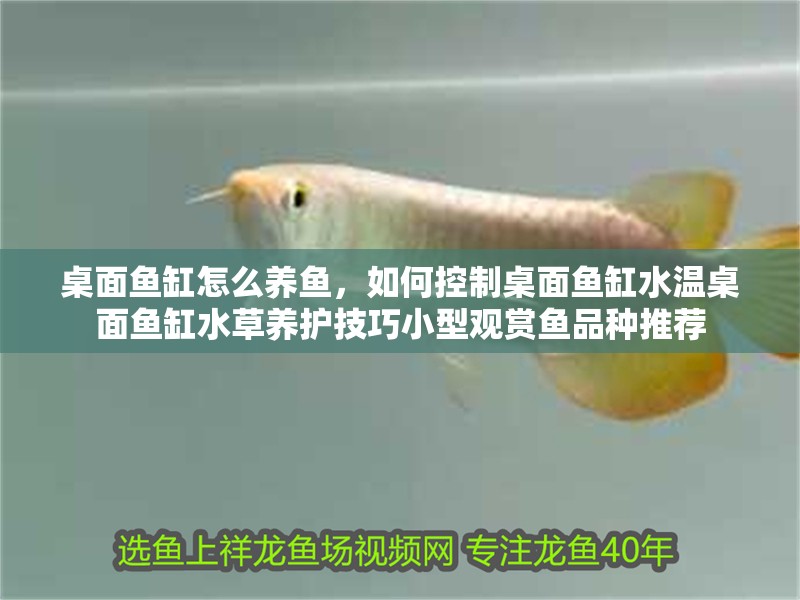 龍魚干蝦有營養(yǎng)嗎 桌面魚缸怎么養(yǎng)魚,如何控制桌面魚缸水溫桌面魚缸水草養(yǎng)護技巧小型觀賞魚品種推薦 魚缸百科 桌面魚缸怎么養(yǎng)魚,如何控制桌面魚缸水溫桌面魚缸水草養(yǎng)護技巧小型觀賞魚品種推薦 桌面魚缸怎么養(yǎng)魚,如何控制桌面魚缸水溫桌面魚缸水草養(yǎng)護技巧小型觀賞魚品種推薦 魚缸百科