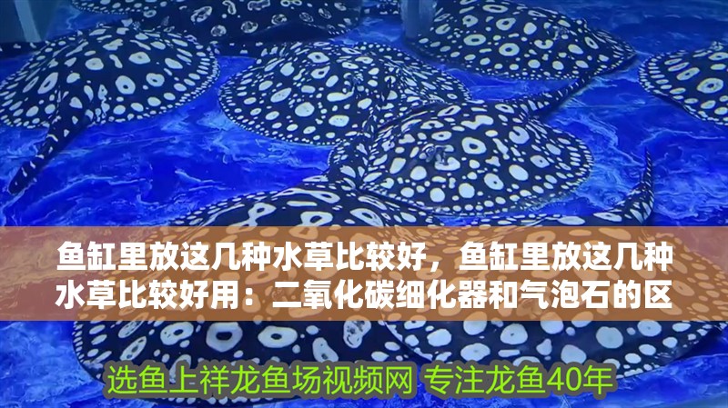 魚缸里放這幾種水草比較好，魚缸里放這幾種水草比較好用：二氧化碳細化器和氣泡石的區別 魚缸里放這幾種水草比較好，魚缸里放這幾種水草比較好用：二氧化碳細化器和氣泡石的區別 魚缸百科
