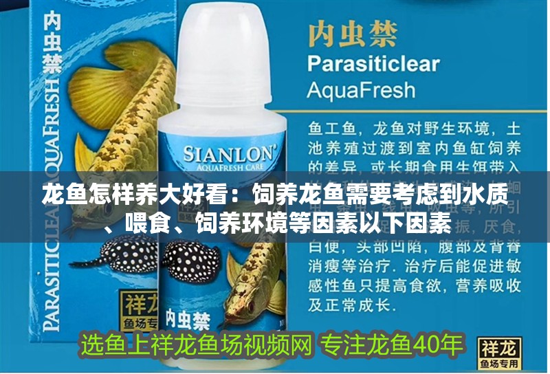 龍魚怎樣養大好看：飼養龍魚需要考慮到水質、喂食、飼養環境等因素以下因素