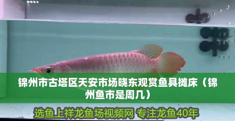 錦州市古塔區天安市場曉東觀賞魚具攤床（錦州魚市是周幾）