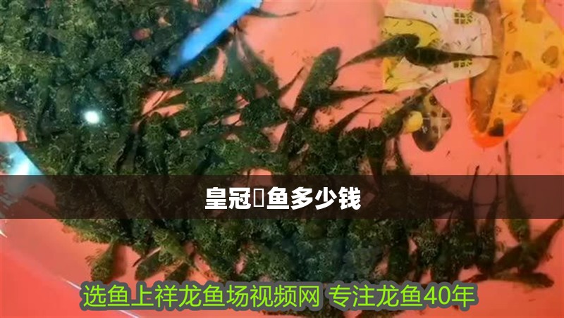 皇冠魟魚多少錢