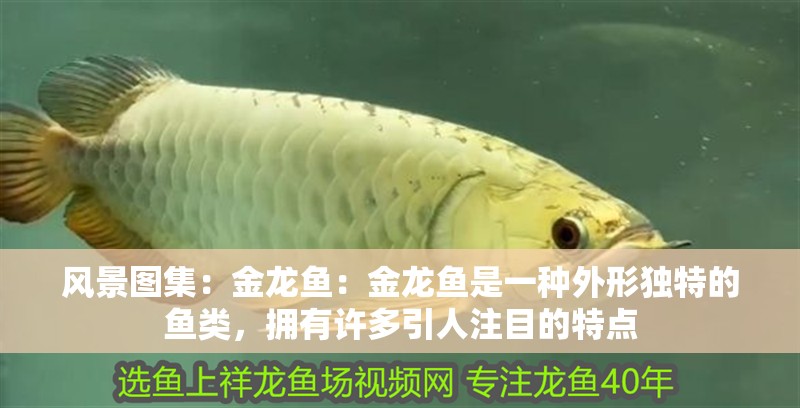 風景圖集：金龍魚：金龍魚是一種外形獨特的魚類，擁有許多引人注目的特點