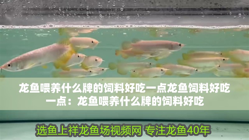 龍魚喂養(yǎng)什么牌的飼料好吃一點(diǎn)龍魚飼料好吃一點(diǎn)：龍魚喂養(yǎng)什么牌的飼料好吃