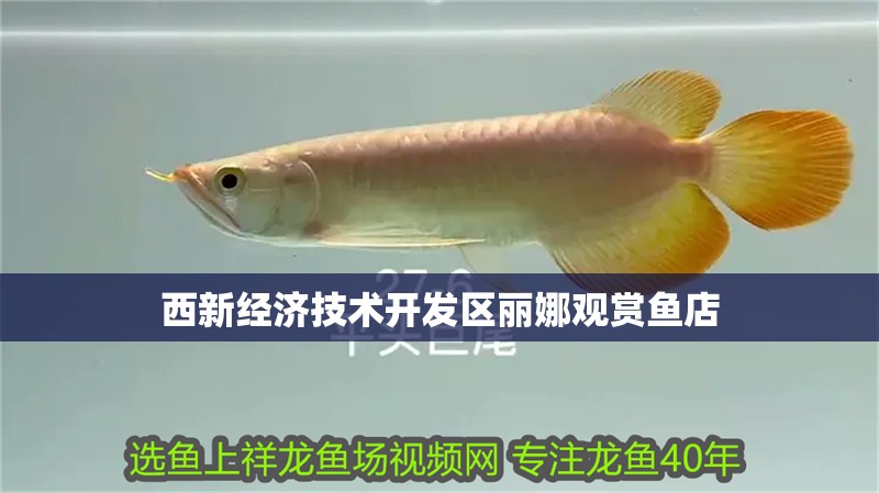 西新經(jīng)濟(jì)技術(shù)開發(fā)區(qū)麗娜觀賞魚店