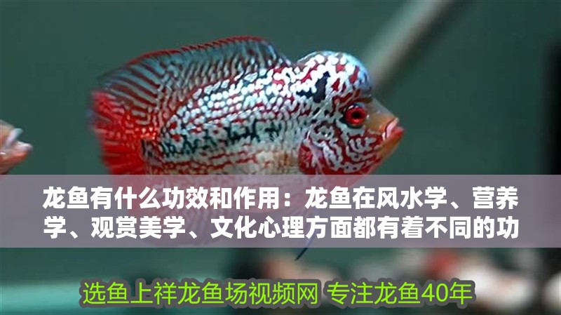龍魚有什么功效和作用：龍魚在風水學、營養學、觀賞美學、文化心理方面都有著不同的功效和作用