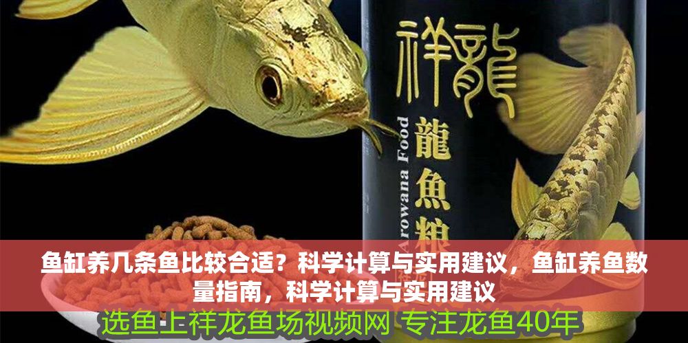 魚缸養(yǎng)幾條魚比較合適？科學計算與實用建議，魚缸養(yǎng)魚數量指南，科學計算與實用建議