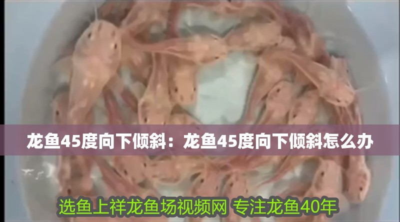 龍魚45度向下傾斜：龍魚45度向下傾斜怎么辦 龍魚45度向下傾斜：龍魚45度向下傾斜怎么辦 龍魚百科