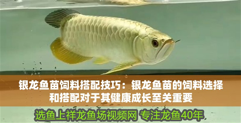 銀龍魚苗飼料搭配技巧：銀龍魚苗的飼料選擇和搭配對于其健康成長至關重要