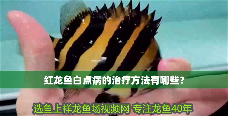 紅龍魚白點病的治療方法有哪些？