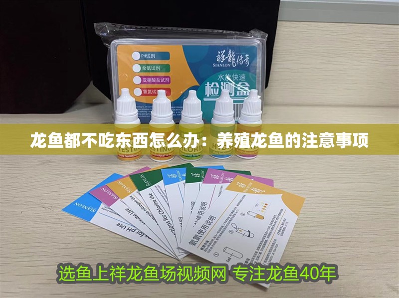 龍魚都不吃東西怎么辦：養殖龍魚的注意事項