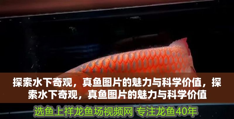 探索水下奇觀，真魚圖片的魅力與科學(xué)價值，探索水下奇觀，真魚圖片的魅力與科學(xué)價值 探索水下奇觀，真魚圖片的魅力與科學(xué)價值，探索水下奇觀，真魚圖片的魅力與科學(xué)價值 龍魚百科 第1張
